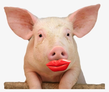 Lipstick On A Pig, HD Png Download, Free Download