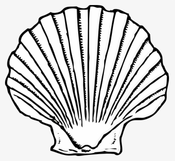 Shell Clipart Blue Sea - Seashell Clipart Black And White Png, Transparent Png, Free Download