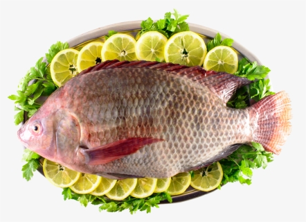 Transparent Tilapia Png - Peixe Tilapia Png, Png Download, Free Download