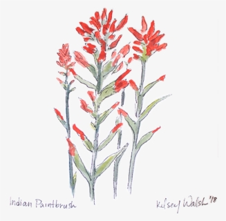 Indianpaintbrush Nobg Website, HD Png Download, Free Download