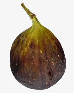 Common Fig, HD Png Download, Free Download