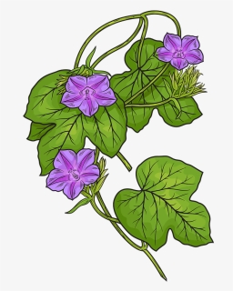 Fig Leaved Morning Glory Clipart - Morning Glory Plant Clipart, HD Png Download, Free Download