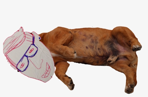 #alf - Cattle, HD Png Download, Free Download
