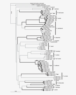 Diagram, HD Png Download, Free Download