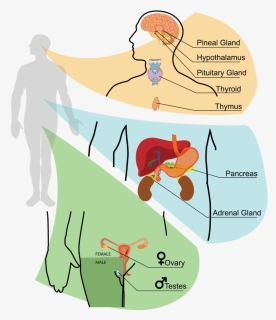 Endocrine System Hormone Cartoon, HD Png Download, Free Download