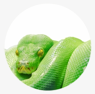 Green Snake - Tree Snake, HD Png Download, Free Download