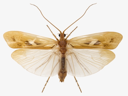 Limnephilus Rhombicus1, HD Png Download, Free Download