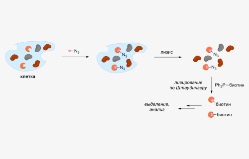 Activity-based Protein Profiling - Circle, HD Png Download, Free Download