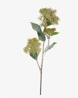 Frosted Dogwood Spray - Osage Orange, HD Png Download, Free Download