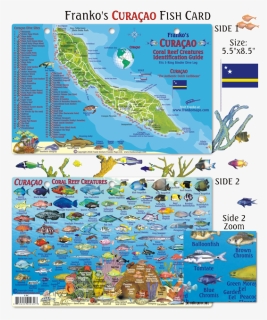Fish Of Curacao, HD Png Download, Free Download
