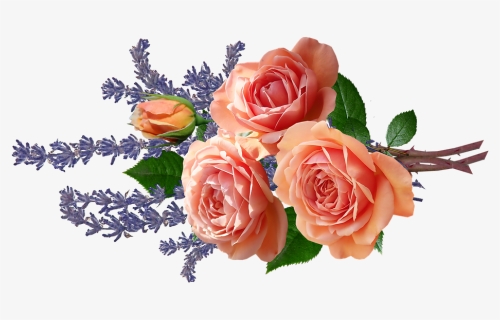 Floribunda, HD Png Download, Free Download