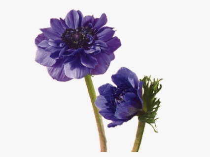 Drawn Lavender Field Flower - Anemone Flower, HD Png Download, Free Download