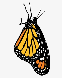 Monarch Png , Png Download - Side Monarch Butterfly Outline, Transparent Png, Free Download