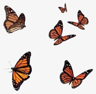 Monarch Butterfly Drawing, HD Png Download, Free Download