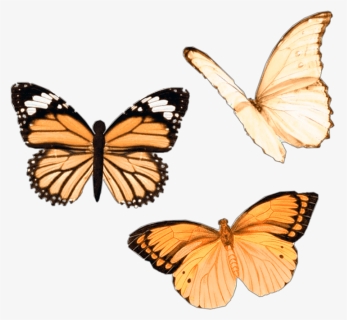 Yellow Vsco Stickers Butterfly Hd Png Download Kindpng