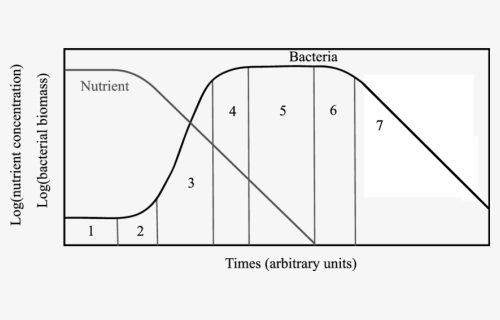 Bacteria Growth Phases, HD Png Download, Free Download