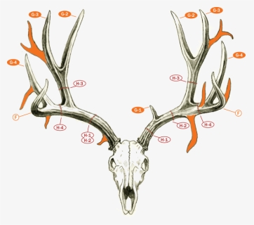 Fj-muledeerdrawing - Count Points On A Deer, HD Png Download, Free Download