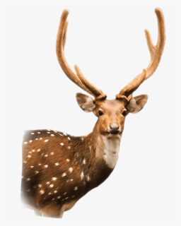 Axis Deer - Axis Deer Png, Transparent Png, Free Download