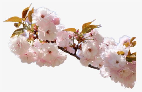 #flower #pink #cherry #nature #rose #blossom #aesthetic - Cherry Blossom, HD Png Download, Free Download