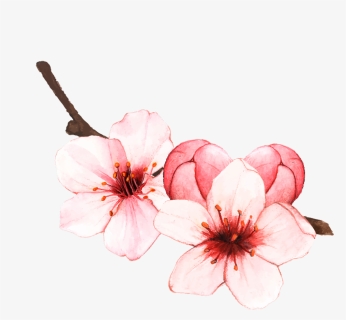 #cherryblossom #sakura #spring #blossom #springiscoming - Cherry Blossoms Flowers Drawing, HD Png Download, Free Download
