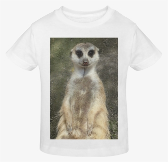Meerkat , Png Download - Meerkat, Transparent Png, Free Download