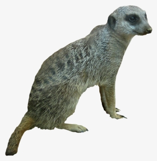 Wallpapers V - Punxsutawney Phil, HD Png Download, Free Download