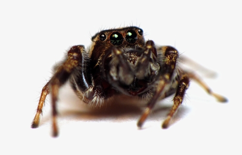 Jumping Spider Transparent Image - Spider Insecticide, HD Png Download, Free Download