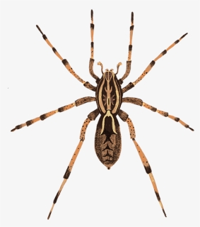 Wolf-spider - Tegenaria Parietina, HD Png Download, Free Download
