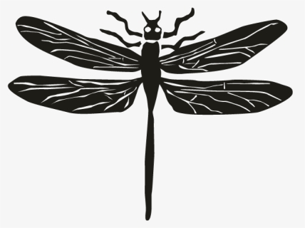 Dragonflies And Damseflies, HD Png Download, Free Download