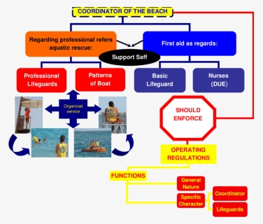Reporting Structure Of Lifeguard, HD Png Download, Free Download