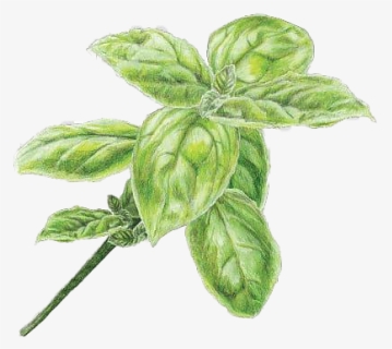 Pesto Png Free Image - Basil Oil, Transparent Png, Free Download