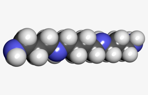 Spermine, HD Png Download, Free Download