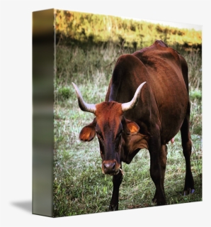 Texas Longhorn English Ox - English Longhorn, HD Png Download, Free Download