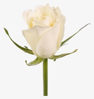 Rosa Blanca Png - Garden Roses, Transparent Png, Free Download
