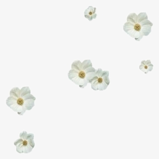 #png #filler #moodboard #kpop #nichememe #interesting - Gardenia, Transparent Png, Free Download