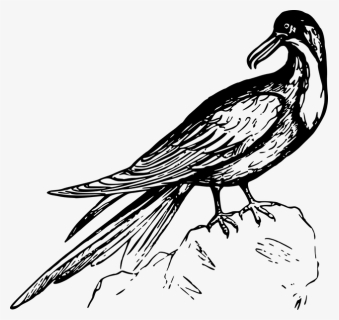 Animal, Bird, Frigate, Frigate Bird, Seabird - Aves Exoticas Vector Png, Transparent Png, Free Download