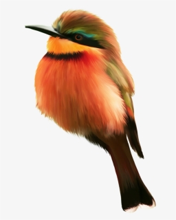 Oiseau Orange Png, Transparent Png, Free Download
