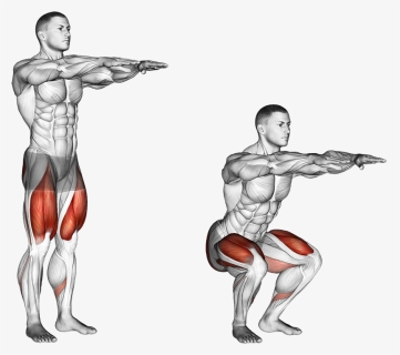 Dumbbell Squat, HD Png Download, Free Download