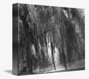 Willow Drawing Nature - Weeping Willow Tree Painterly Monet Impressionist Dreams, HD Png Download, Free Download