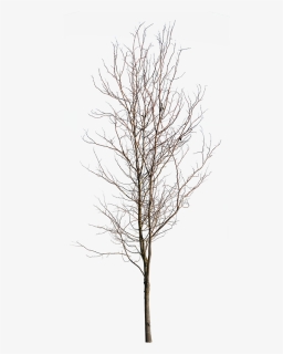 Deciduous Tree Winter V - Cut Out Winter Trees Png, Transparent Png, Free Download