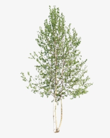 Tree Section Png, Transparent Png, Free Download