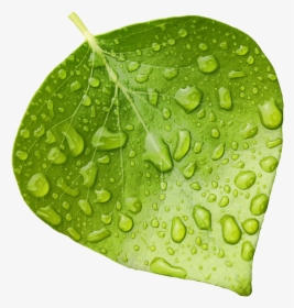 Leaf - Wet Leaf Clipart, HD Png Download, Free Download