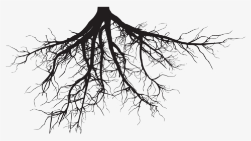 Roots - Tree Roots Silhouette Png, Transparent Png, Free Download
