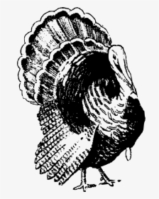 Black And White Turkey Png - Turkey Chicken Black And White, Transparent Png, Free Download