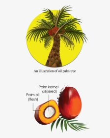 Clipart Tree Cross Section - Png Oil Palm Trees, Transparent Png, Free Download