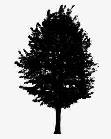 Tree-7 - Preto Branco Arvore Png, Transparent Png, Free Download