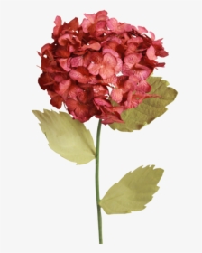 Hydrangea, HD Png Download, Free Download