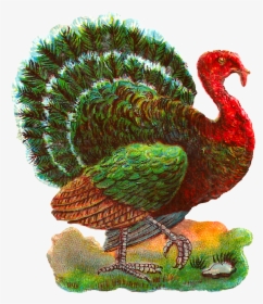 Turkey Bird Png Photo - Antique Turkey Illustration, Transparent Png, Free Download