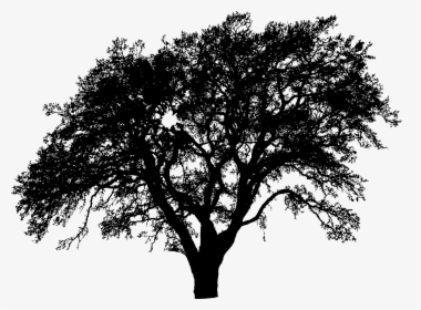 Plant,leaf,monochrome Photography - Silhouette Tree Png Vector, Transparent Png, Free Download