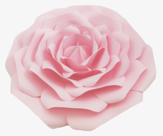 Transparent Pink Flowers Png - Japanese Camellia, Png Download, Free Download